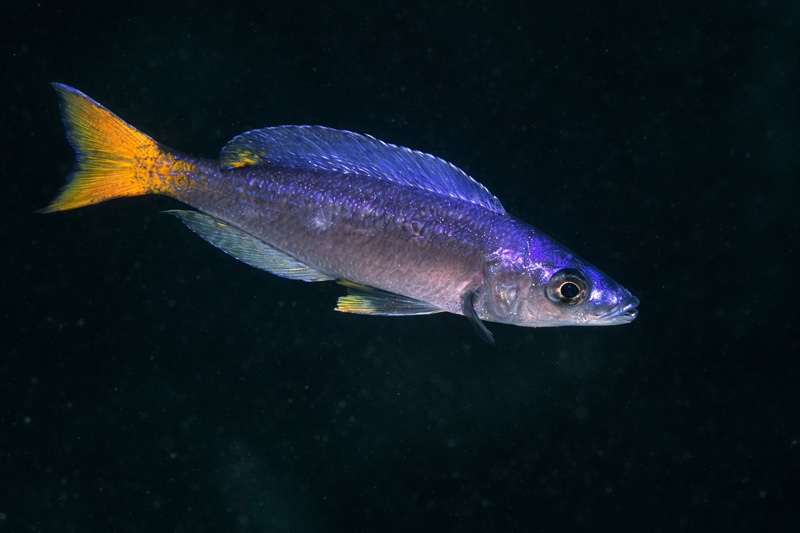 Cyprichromis leptosoma 'Mvuna Island'